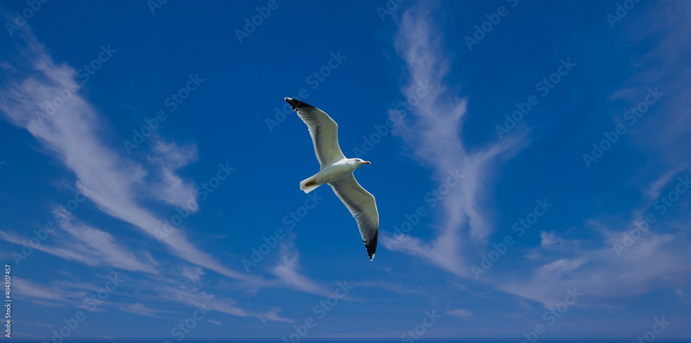 Fototapeta premium View from below of a seagull flying in a blue sky