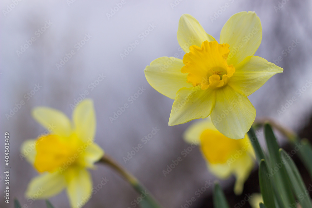 yellow daffodil flower blooms in spring in the garden