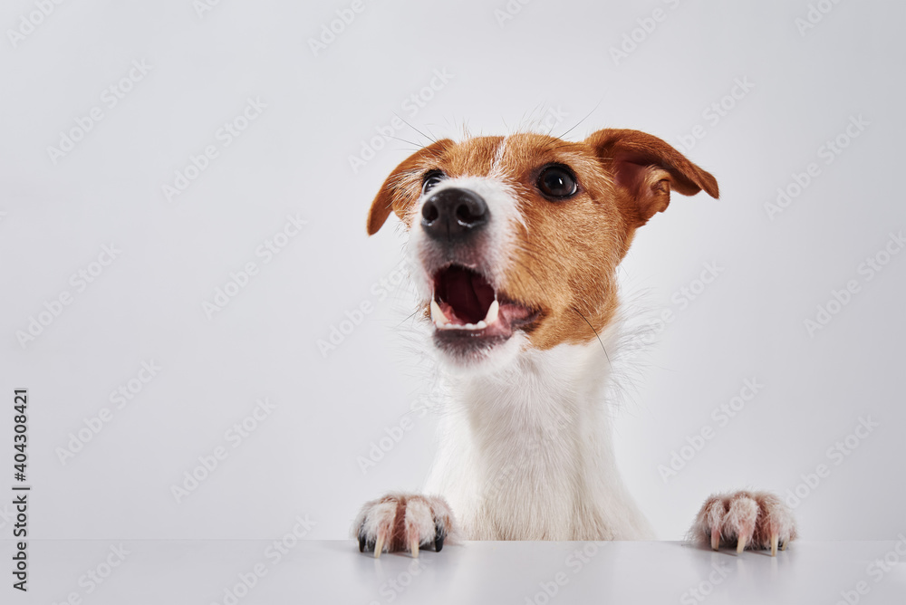 Jack Russell terrier dog with paws on table. Portrait of cute dog