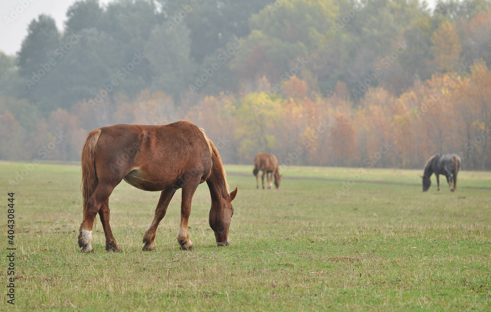 Mares of the Novoolexandrian Draught breed graze on a pasture on a cloudy autumn day Mares of the Novoolexandrian Draught breed graze on a pasture on a cloudy autumn day