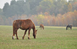 Mares of the Novoolexandrian Draught breed graze on a pasture on a cloudy autumn day