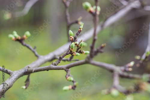 green new spring buds on a tree branch in early spring. Sunset, dawn, evening.