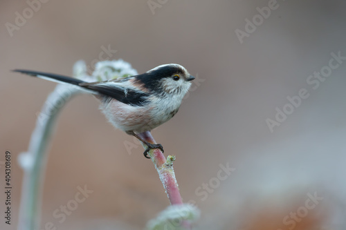 Long tailed tit 202101