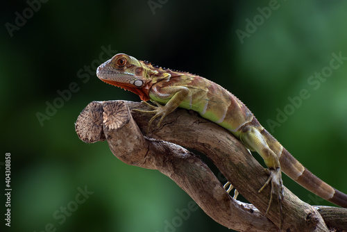 Red iguana on the tree branch