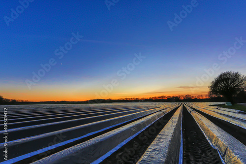 Spargelfeld im Sonnenuntergang