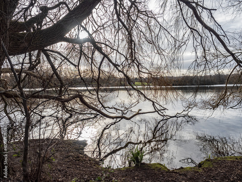 trees on the river