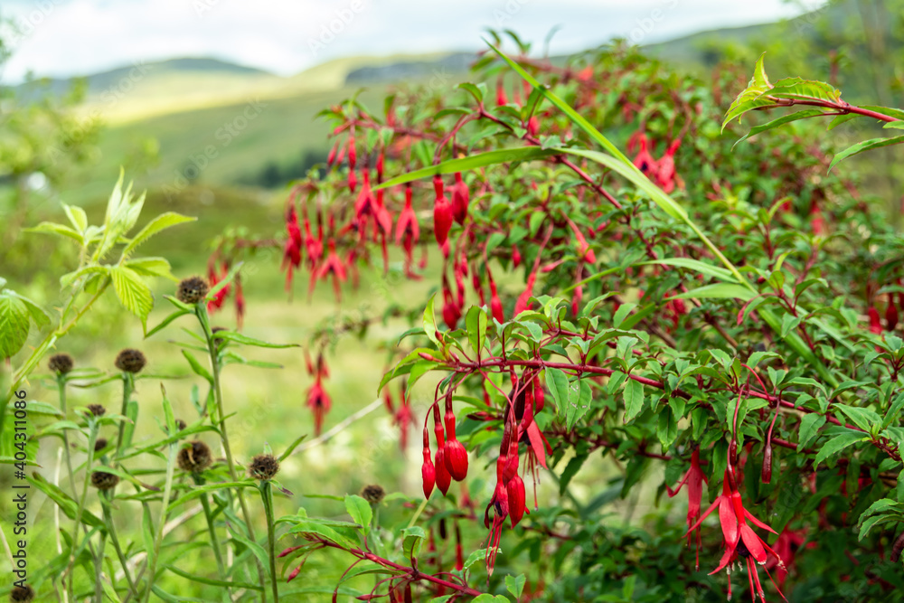 Wildflower Fuchsia growing in County Donegal - Ireland
