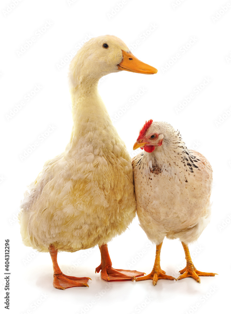 Large chicken and duck. Large chicken and duck.