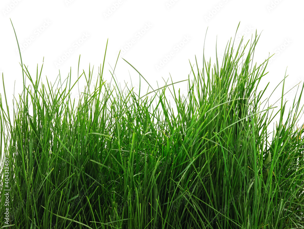 Obraz premium Bush of green grass.