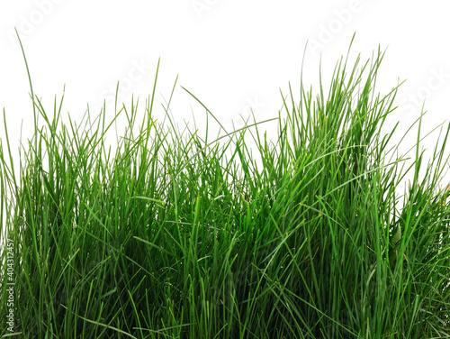 Bush of green grass.