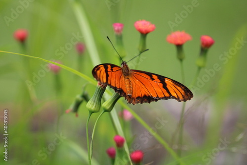 butterfly on a flower