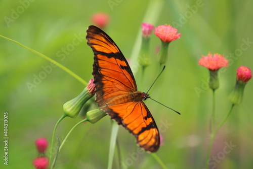 butterfly on flower