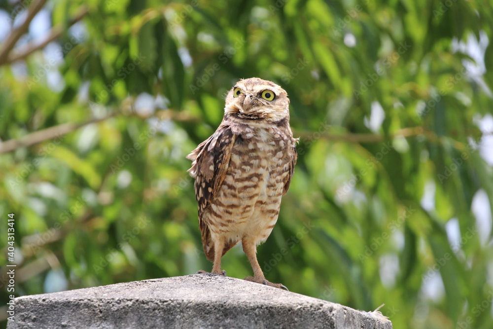 Fototapeta premium great horned owl
