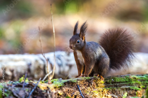 Eichh  rnchen  Sciurus vulgaris 