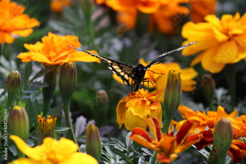 butterfly on flower
