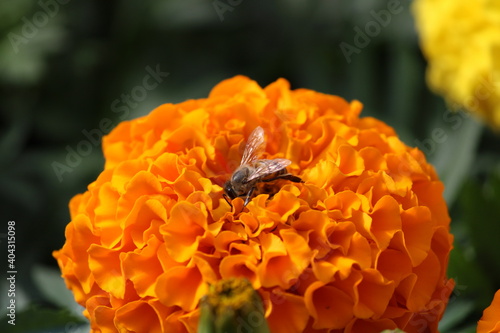 bee on flower