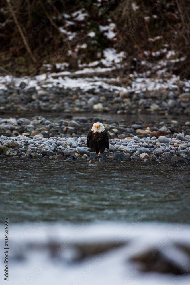 Majestic American bald eagle eats salmon fish carcass on rocks by the river in rain in Pacific Northwest USA Majestic American bald eagle eats salmon fish carcass on rocks by the river in rain in Pacific Northwest USA
