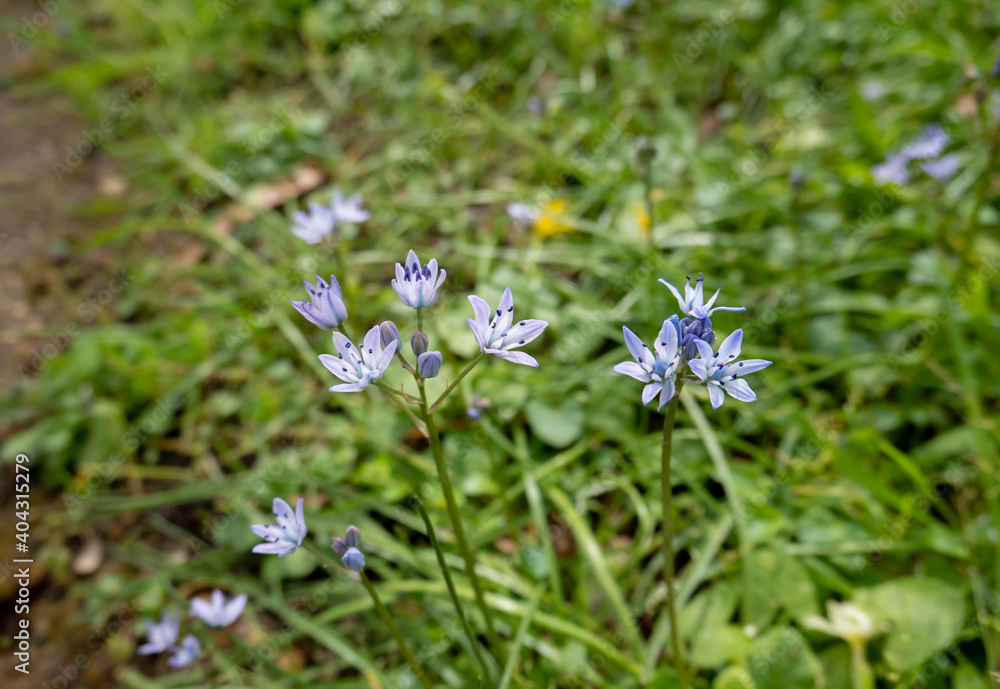 Scilla verna or spring squill flowering plant Scilla verna or spring squill flowering plant