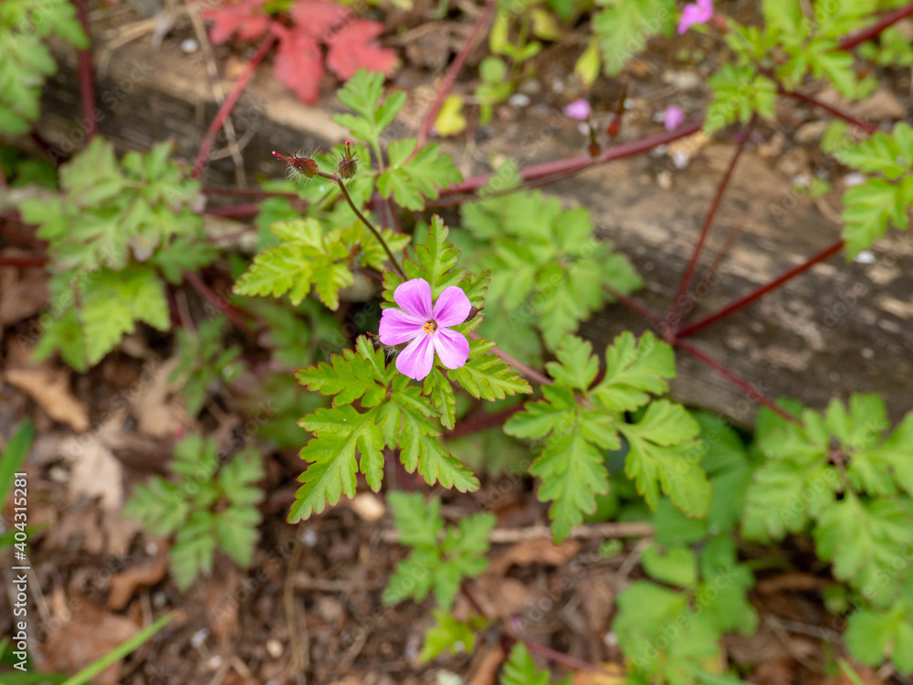 Geranium robertianum or Roberts geranium flowering plant Geranium robertianum or Roberts geranium flowering plant