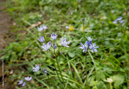 Scilla verna or spring squill flowering plant