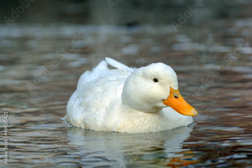 White duck floating in pond