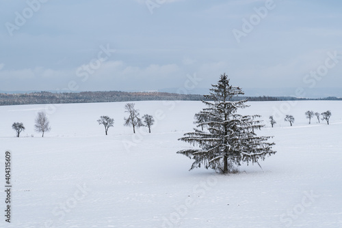 Winter landscape - frosty winter spruce tree on winter field © Lubos Chlubny