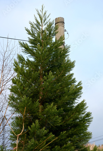 dense tree with reddish brown bark. It has scaly, green, cross-needled needles on the trunks. During the winter, the needles turn bronze. The male cones are yellow on the tips of the shoots.  photo