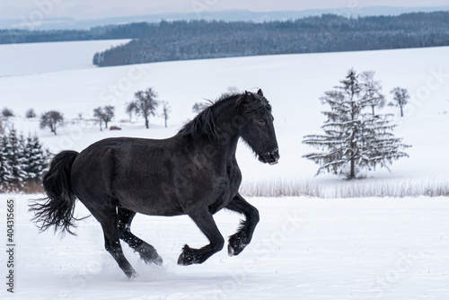 Friesian stallion running in winter field. Black Friesian horse runs gallop in winter.