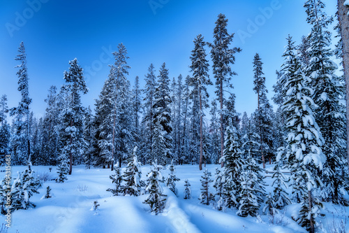 Fresh snow has fallen of a forest of young pine trees © knowlesgallery
