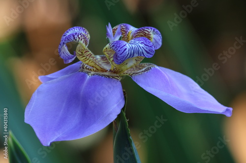 blue iris flower