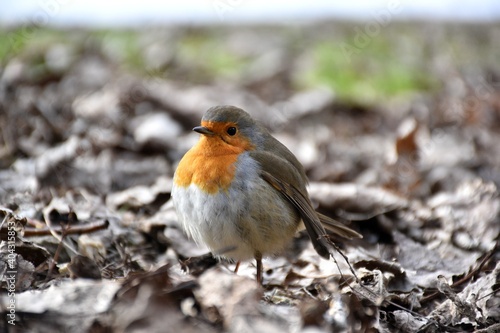 Robin with open beak jumping for food Grassy ground with leaves in Munilla, La Rioja.