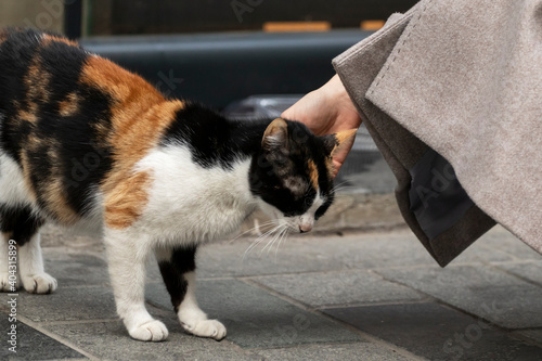 Photography A woman strokes a stray cat