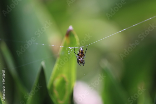 spider