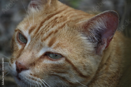 portrait of a cat