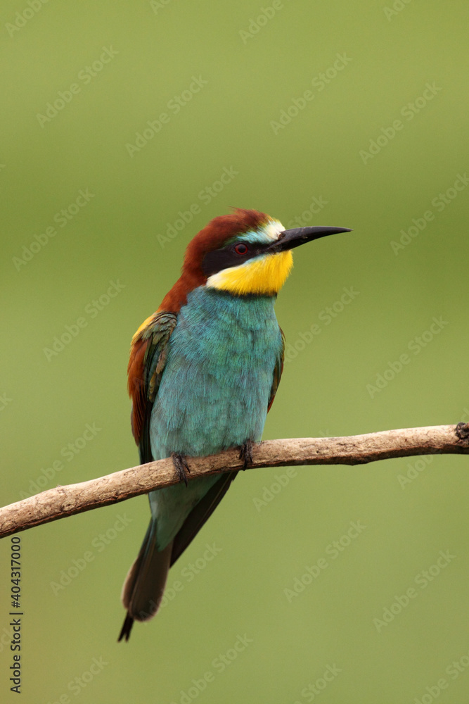 The European bee-eater (Merops apiaster) sitting on the branch with green background The European bee-eater (Merops apiaster) sitting on the branch with green background