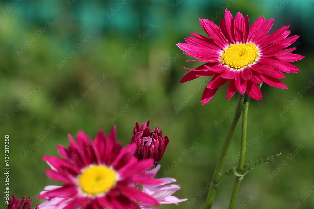 Obraz premium pink flowers