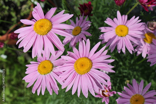 pink and yellow daisies