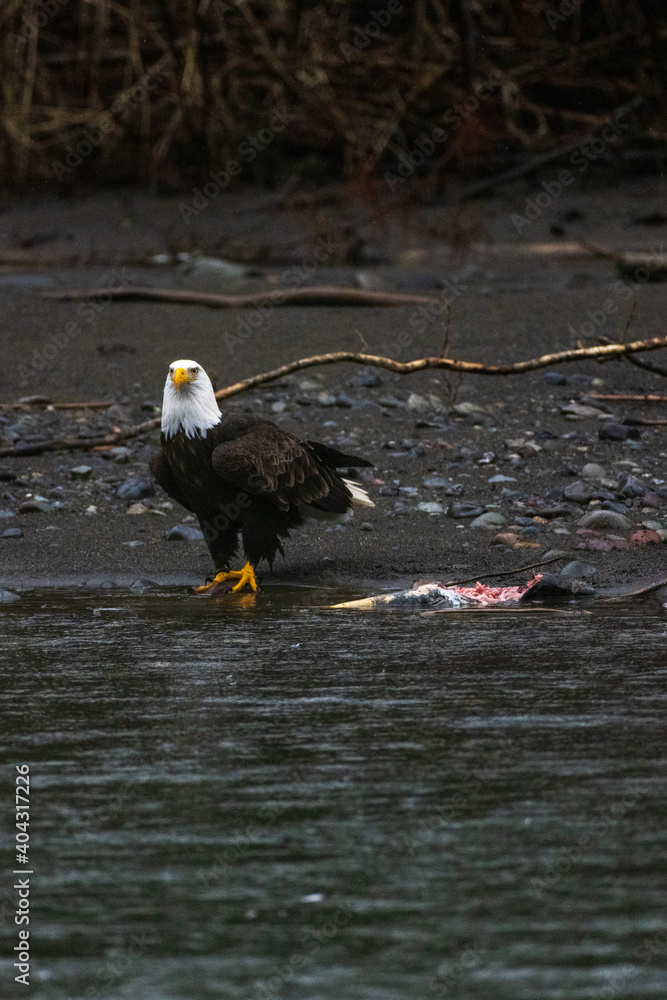 Majestic American bald eagle eats salmon fish carcass on rocks by the river in rain in Pacific Northwest USA Majestic American bald eagle eats salmon fish carcass on rocks by the river in rain in Pacific Northwest USA