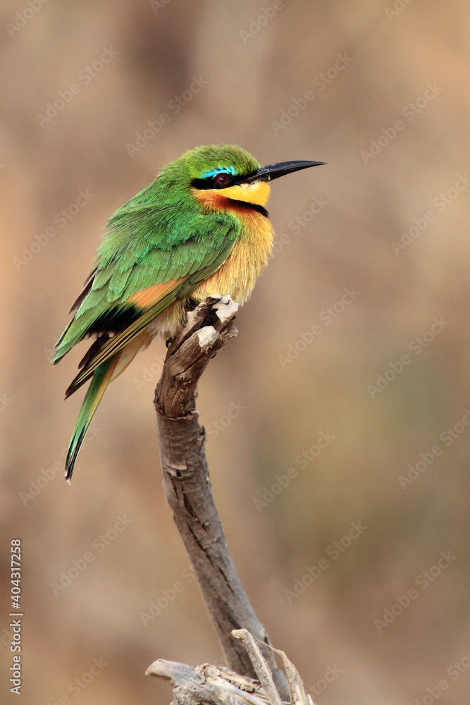 The little bee-eater (Merops pusillus) sitting on the branch with brown background.Little green african bird with red eye on a brown background. The little bee-eater (Merops pusillus) sitting on the branch with brown background.Little green african bird with red eye on a brown background.