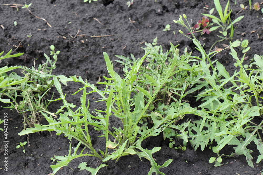 arugula plant arugula plant