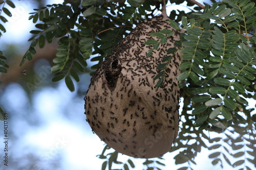 bee hive