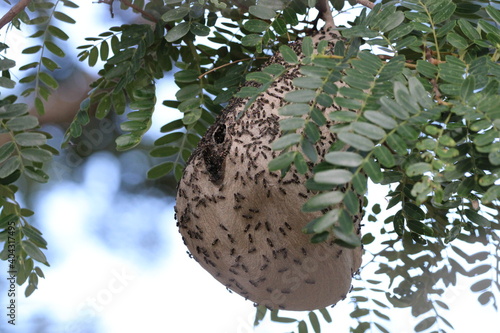 bee hive
