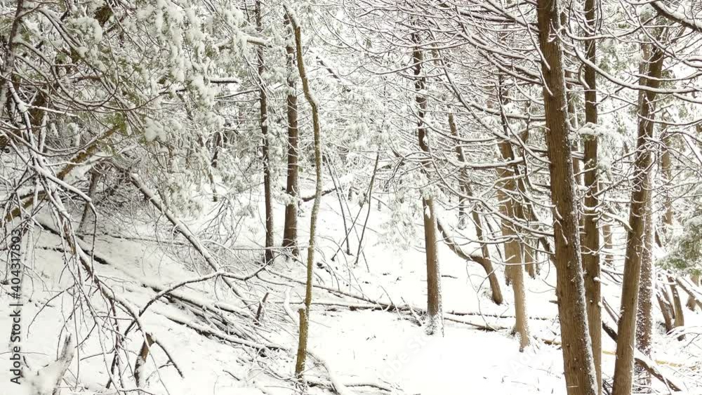 Winter Forest With Bare Trees And Ground In Heavy Snow - panning left Winter Forest With Bare Trees And Ground In Heavy Snow - panning left
