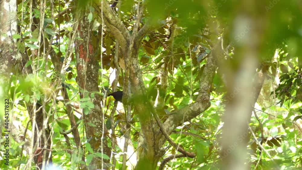 Keel Billed Toucan standing in a tree before jumping down. Keel Billed Toucan standing in a tree before jumping down.