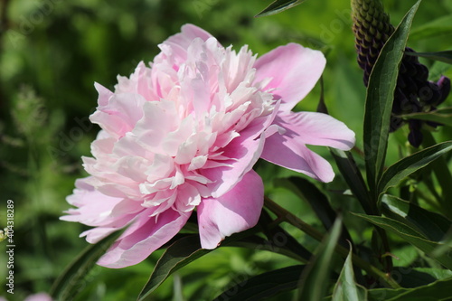 pink peony flower