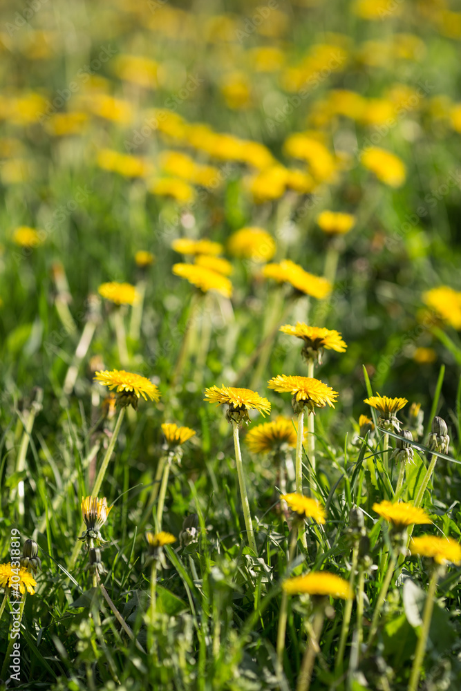 yellow dandelions on grass