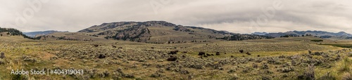 Panorama shot of resting bison herd in yellowstone national park in america