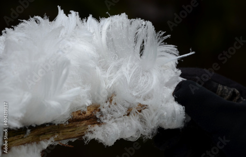 air, beech, body, branch, brown, cambium, cellulose, coatings, creamy, crystal, crystallization, death, debarked, decomposition, effusa, exidiopsis, fiber, find, formed, frozen, fruiting, fungi, groun photo