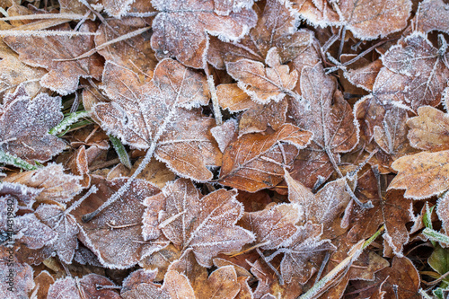 leaves on the ground