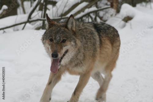 Adult wild male wolf in winter forest  captured in Belarus